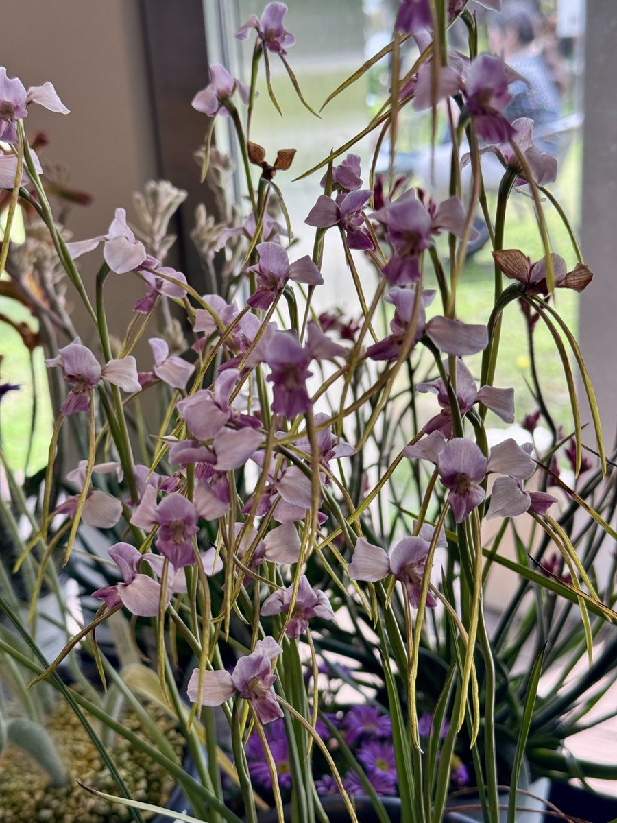 ベラビスタ tweet media