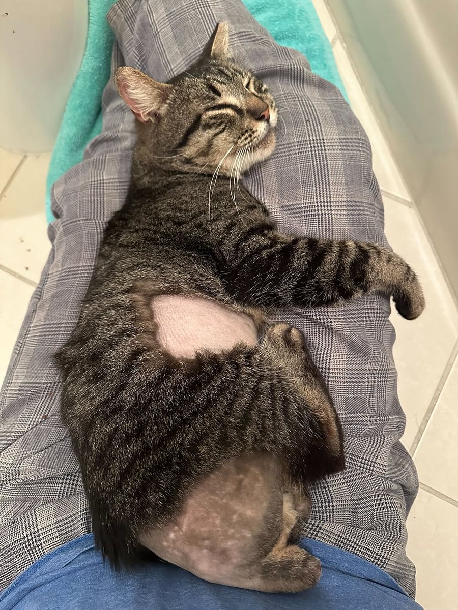 Cats of Meow York. tweet media