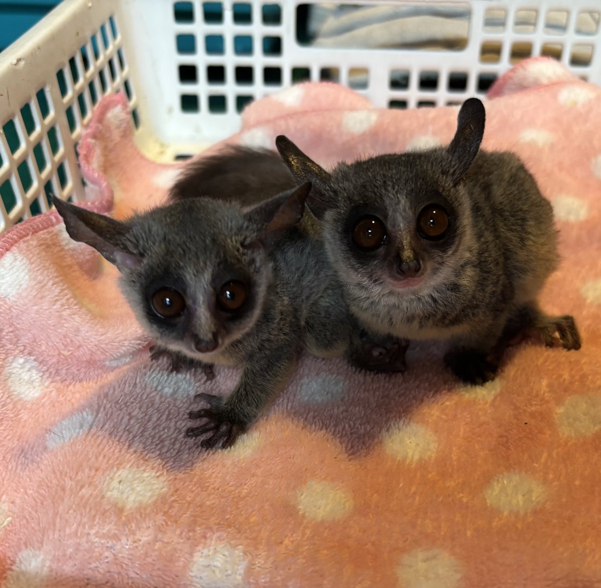 那須ワールドモンキーパーク【公式】 tweet media