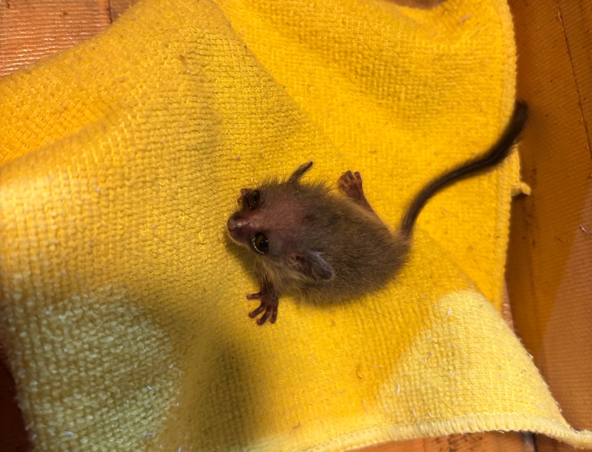 那須ワールドモンキーパーク【公式】 tweet media