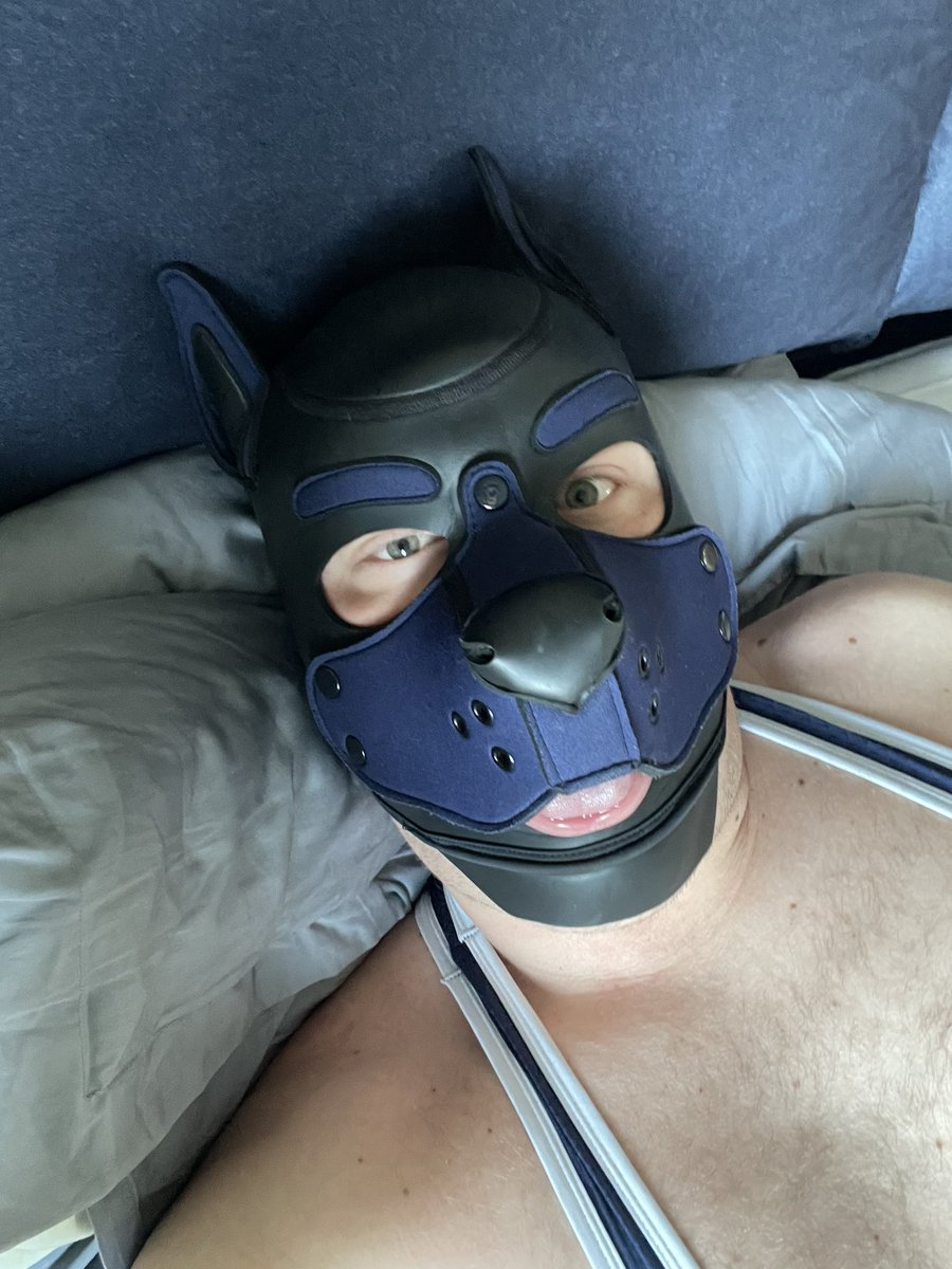 Zipper Mutt (DRONE X3275) 🏳️‍🌈🏳️‍⚧️🇵🇸🇺🇦 tweet media
