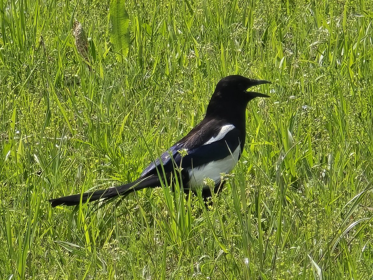 부랄킹슈타인 tweet media