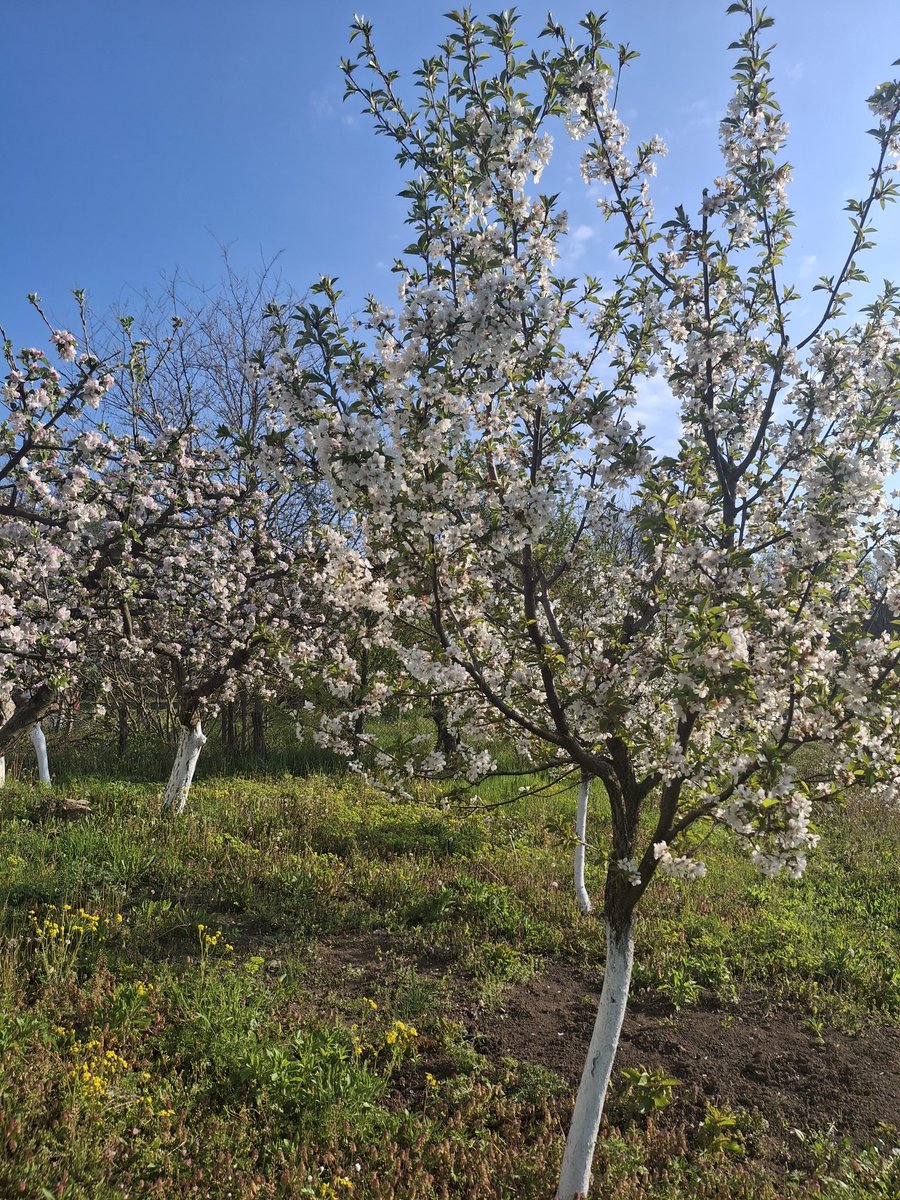 Marica Živanović Poljo tweet media