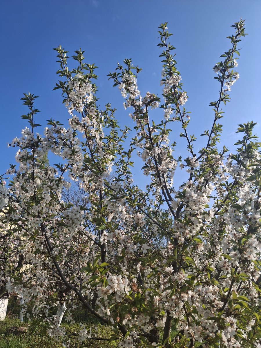 Marica Živanović Poljo tweet media