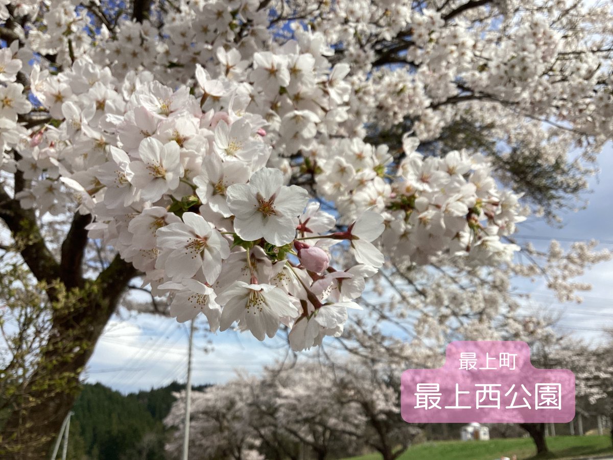 mogamiSSC's tweet photo. 本日は花曇りの天気でしたが、春の陽気で至る所桜が見頃で、撮影中もお花見している方がおりました🌸
明日の最上町は快晴の予報なので、引き続きお花見が楽しめそうです😊

最上町桜の開花状況はこちら👇
https://t.co/GXyNUFbCyO https://t.co/lUmSqOKdtq