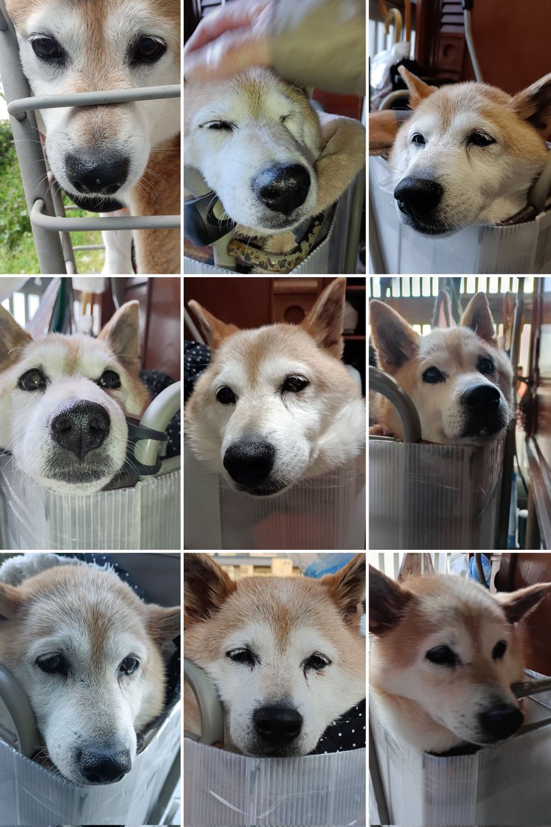 圓子ちゃん tweet media