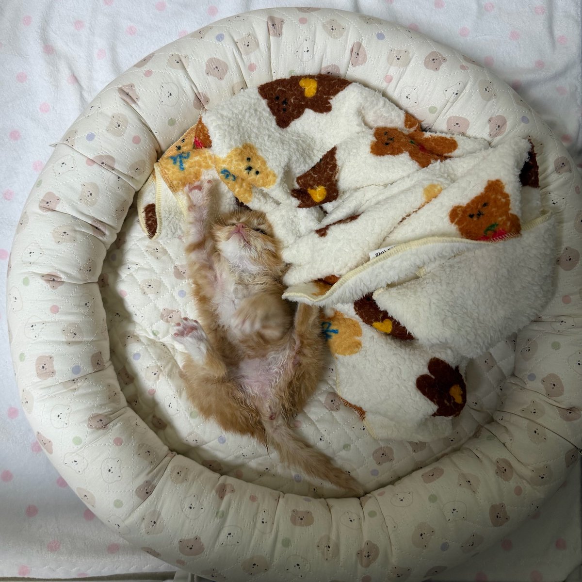 째앙금 tweet media