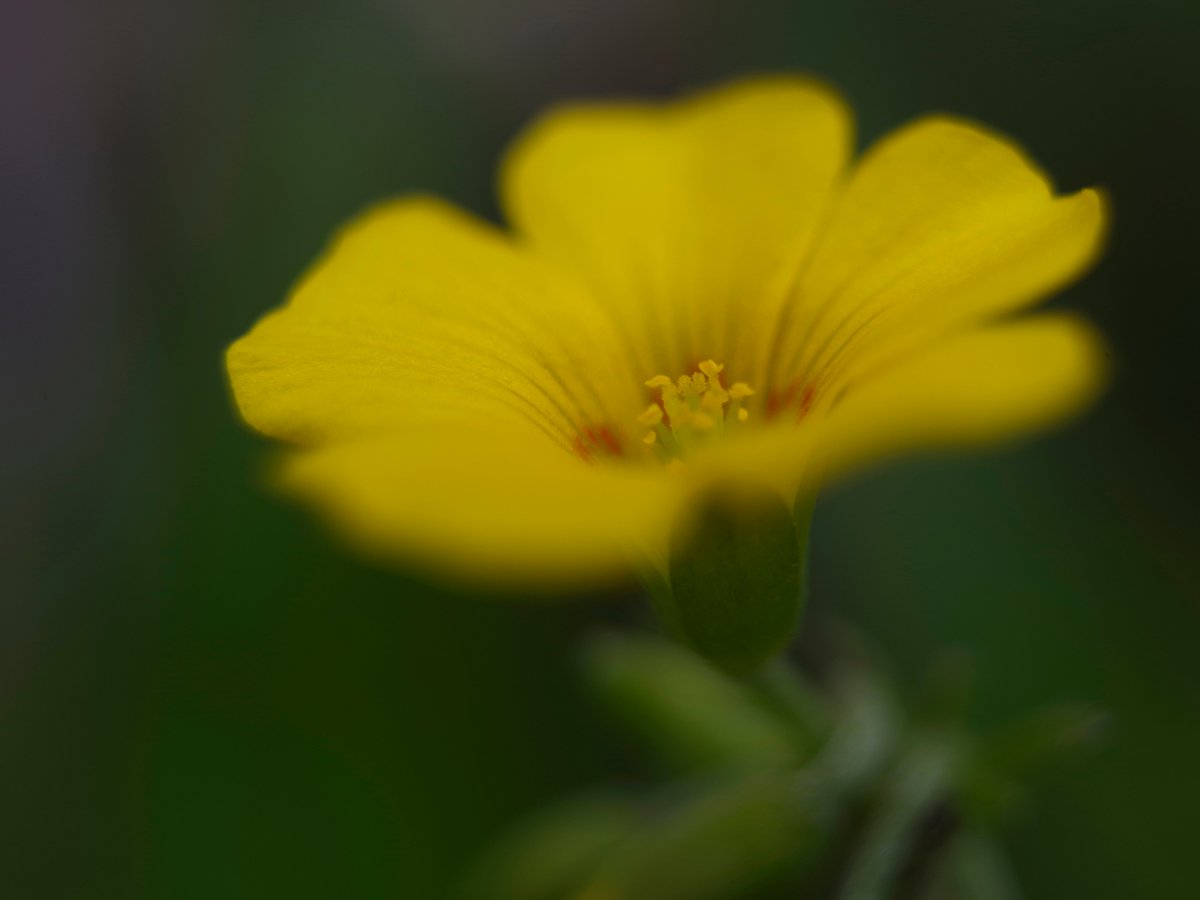toshiyuki555's tweet image. かたばみ 練習 2.
#Flickr &amp;gt; flic.kr/p/2s82Rmb

#PENTAX K-1 Mark II
ASAHI OPT. smc PENTAX-M 1:2.8 35mm
＋ASAHI PENTAX Extension Tubes 1.2.3.

#PHOTO #DP260418
#花 #花の写真 #花マクロ
#カタバミ