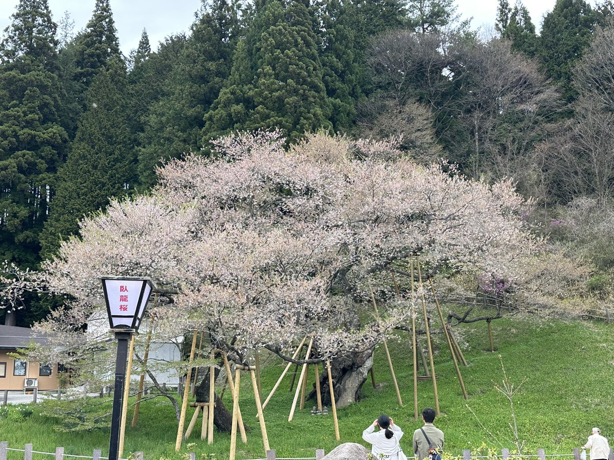 臥龍桜やっぱり散ってた😔
今年咲くの早かったから仕方ないか😢
来年また見にこよう❗️