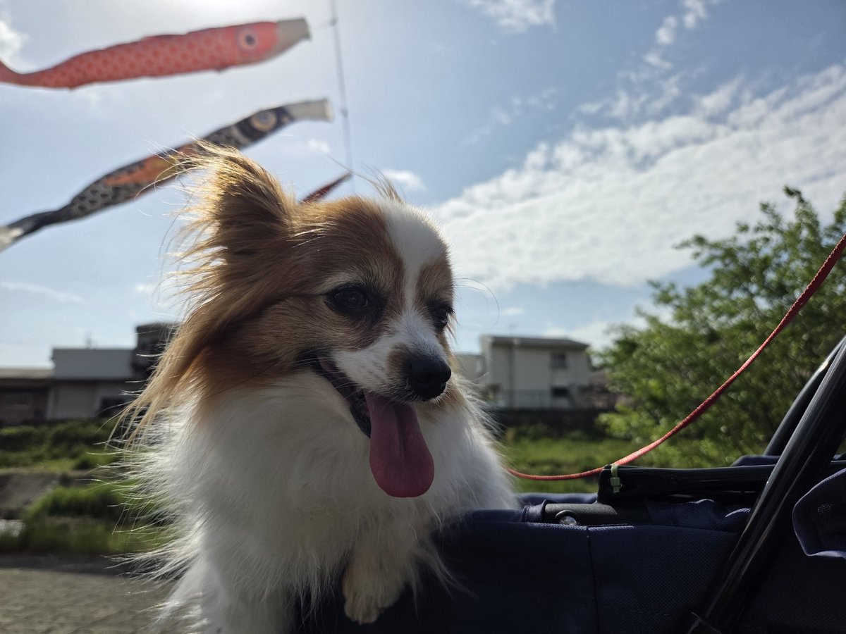 MAYU犬 tweet media