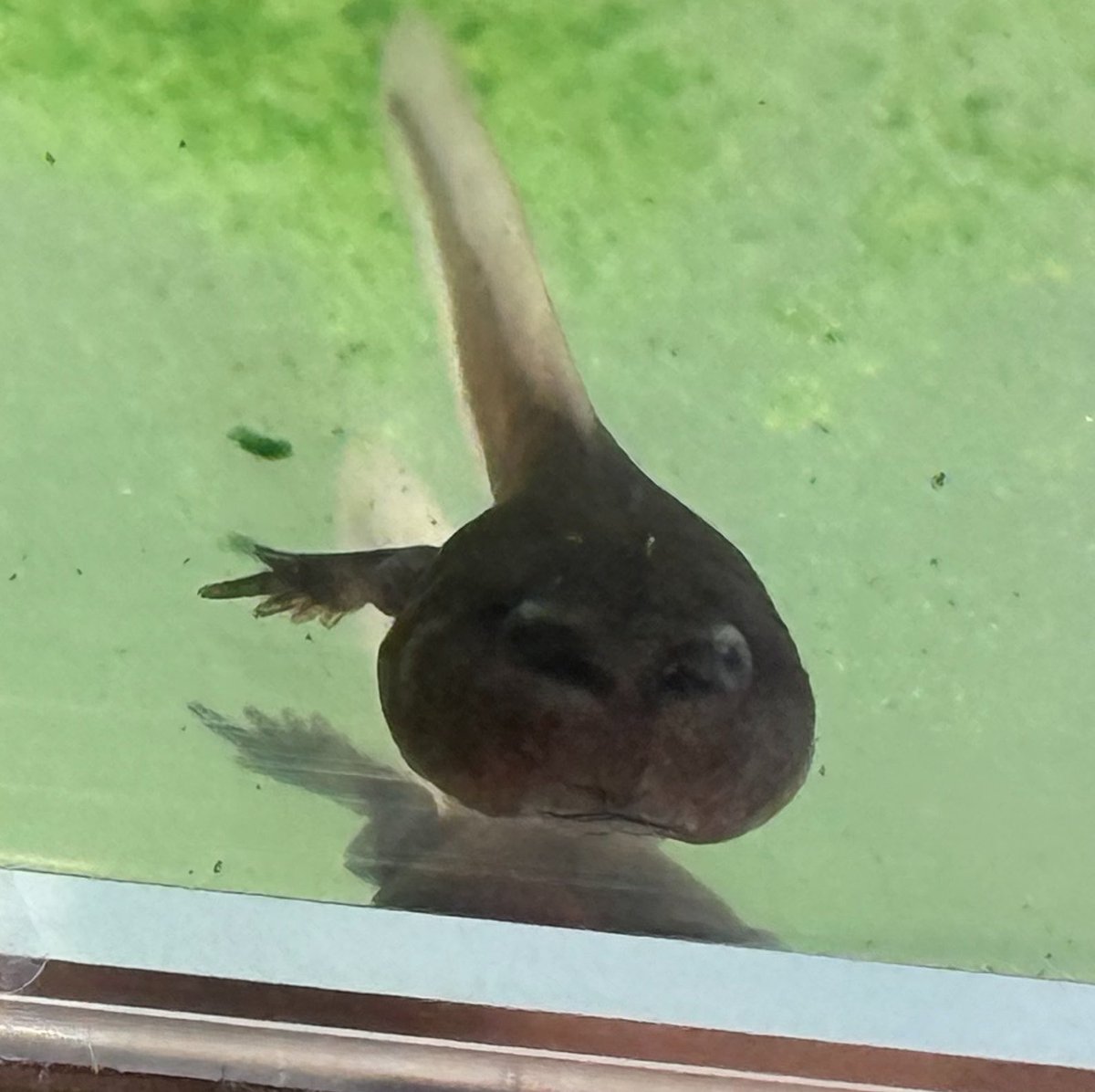 しろぼっちぃ tweet media