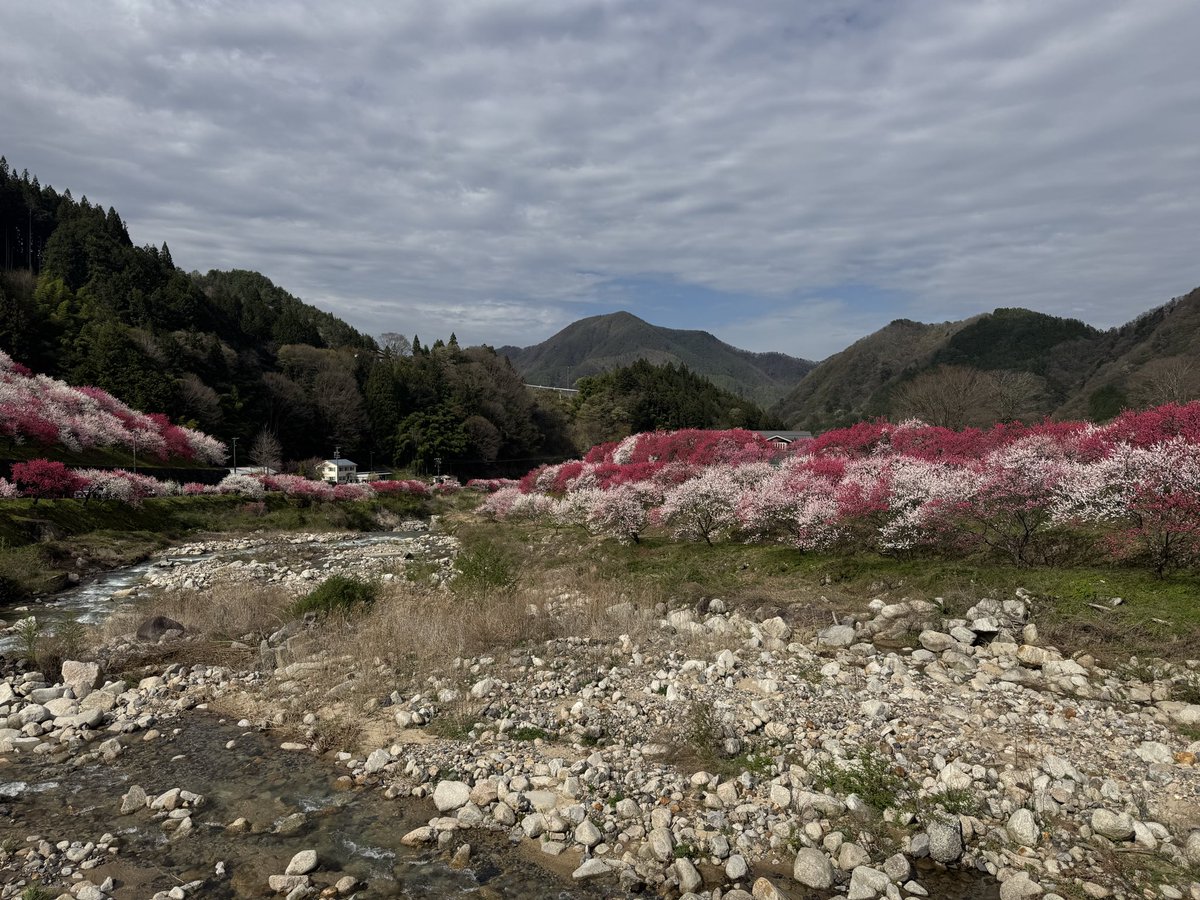 自由人🇬🇧 tweet media