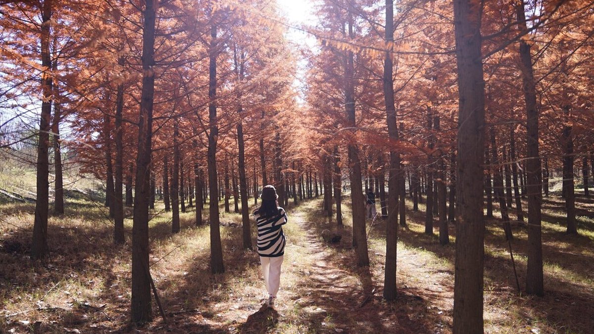 skyline15 tweet media