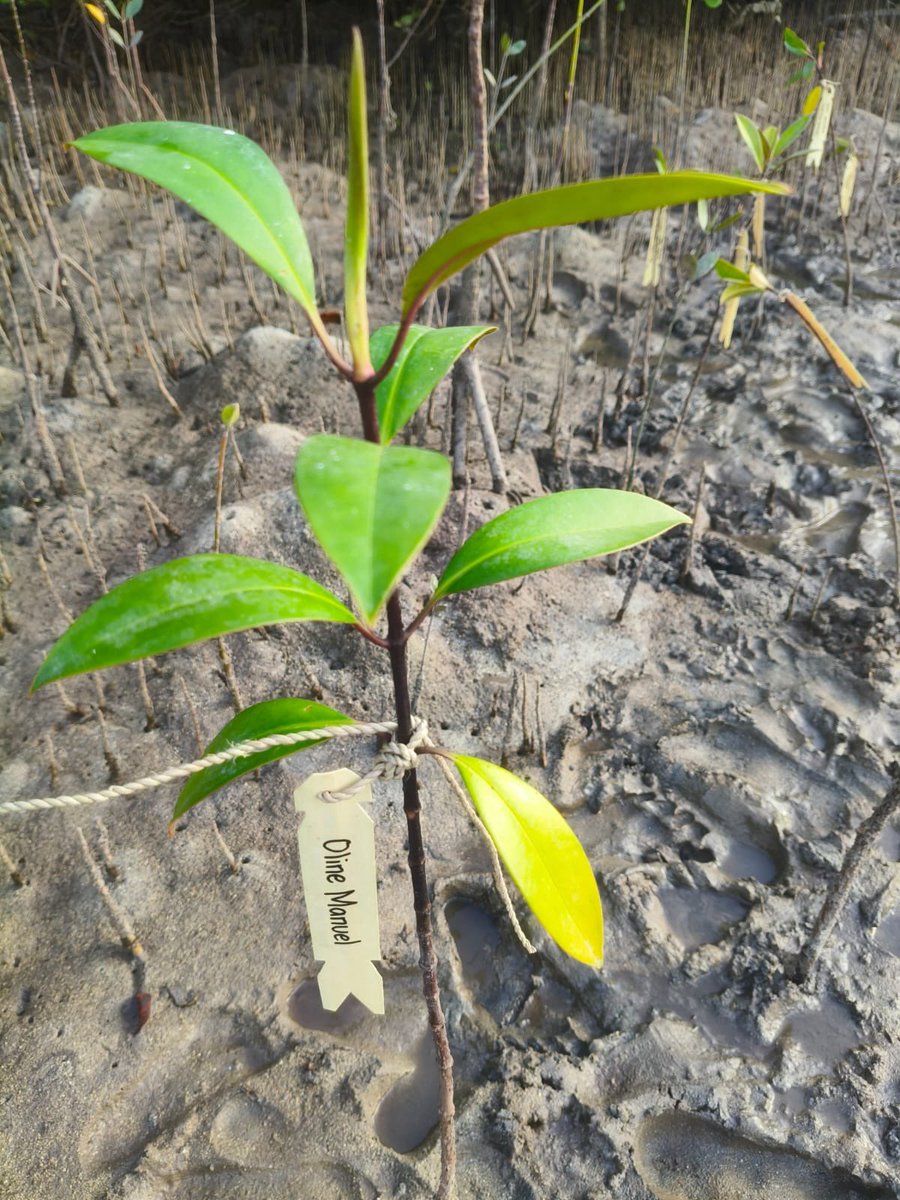 activeid🍀 tweet media