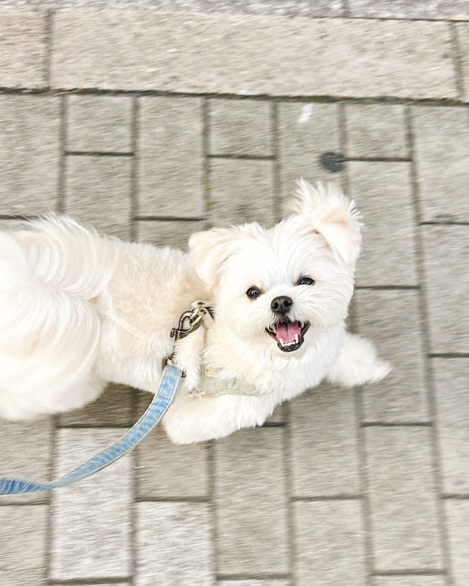 おこめ tweet media