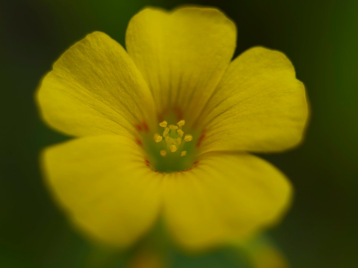 toshiyuki555's tweet image. かたばみ 練習 3.
Wood Sorrel — Study3.
#Flickr 
-1&amp;gt; flic.kr/p/2s89wJa
-2&amp;gt; flic.kr/p/2s82SC9

#PENTAX K-1 Mark II
ASAHI OPT. smc PENTAX-M 1:2.8 35mm
＋ASAHI PENTAX Extension Tubes 1.2.3.

#PHOTO #DP260418
#花 #花の写真 #花マクロ
#カタバミ