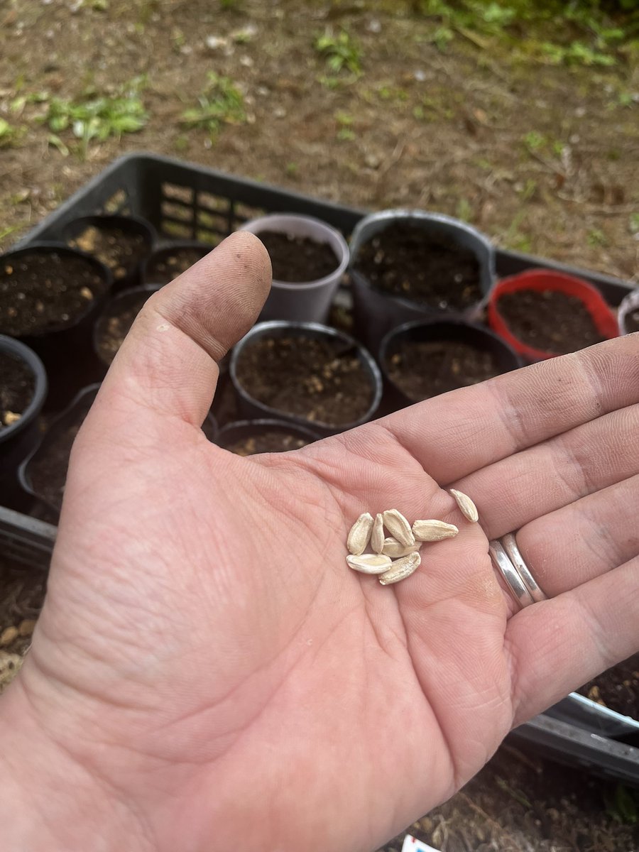 MEGA graphics tweet media