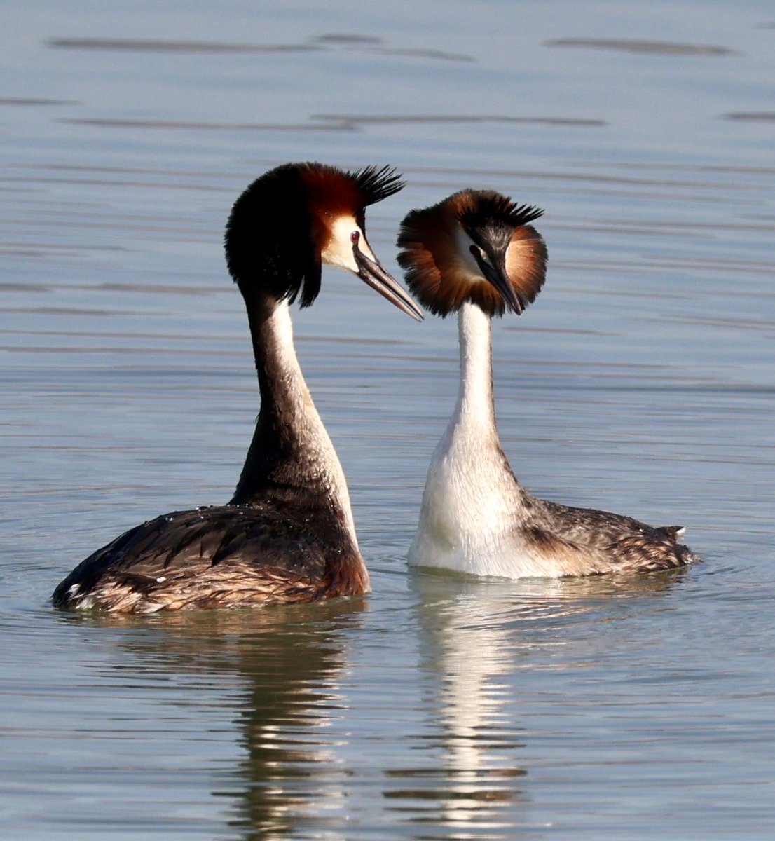 mark@birdingpinoso tweet media