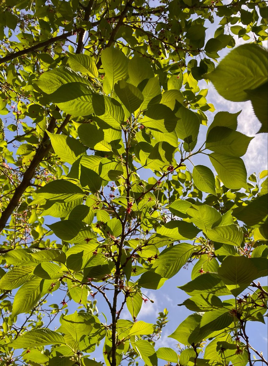 marie（マリー） tweet media