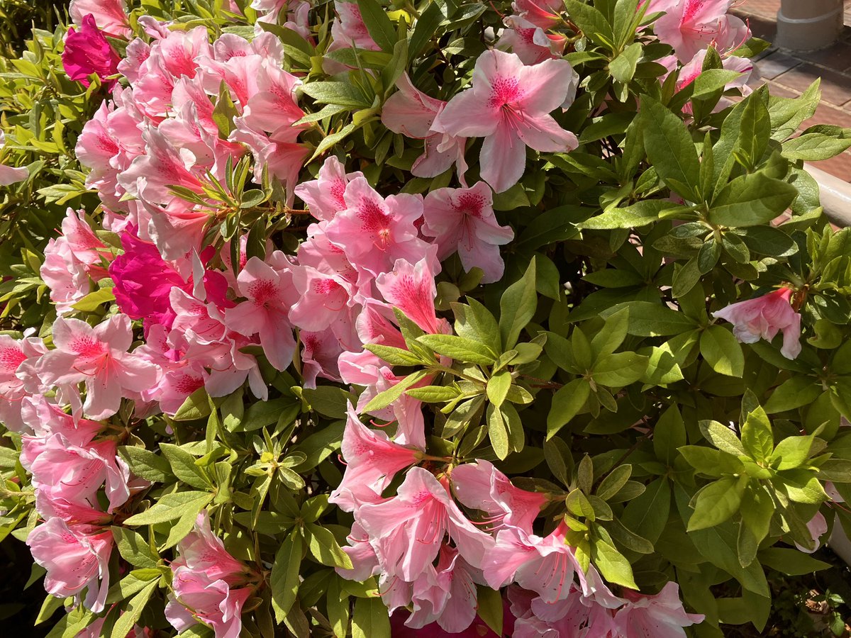 marie（マリー） tweet media