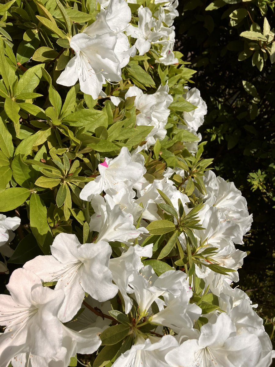 marie（マリー） tweet media