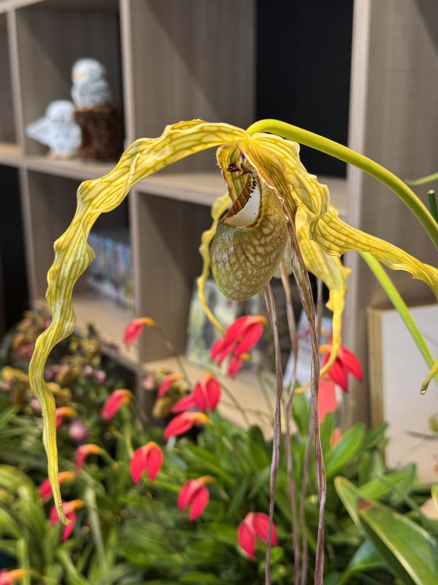 ベラビスタ tweet media