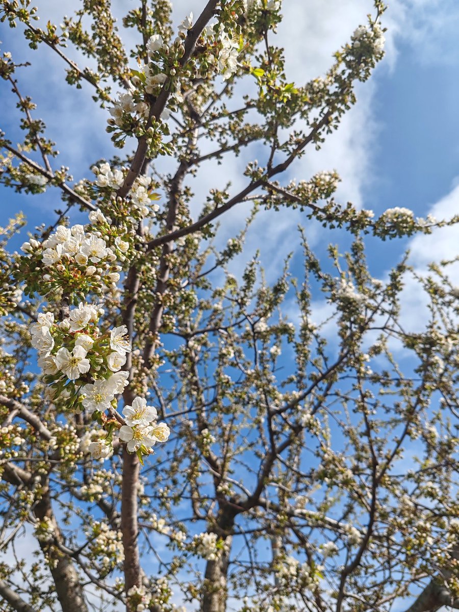 тваря tweet media