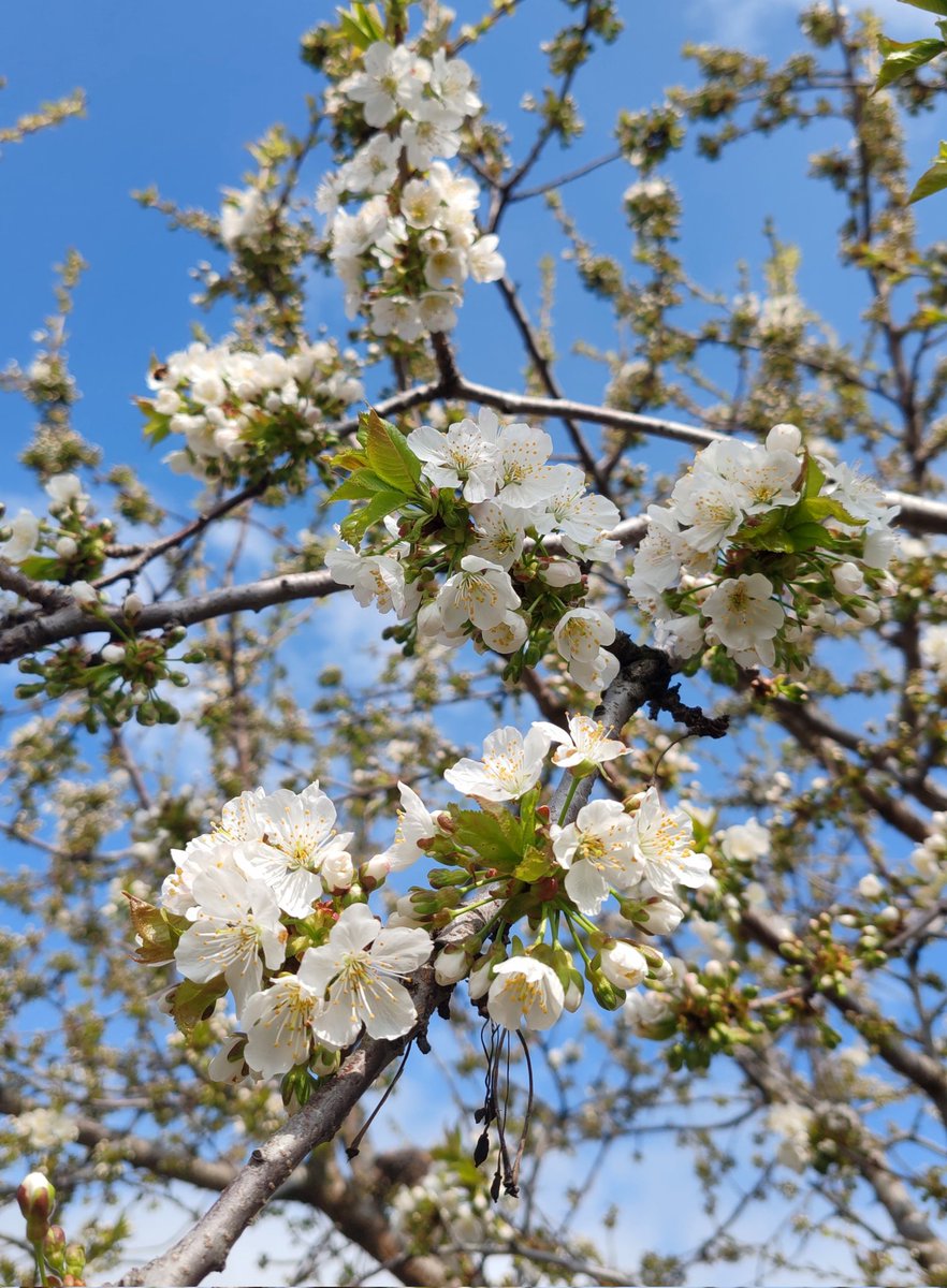 тваря tweet media