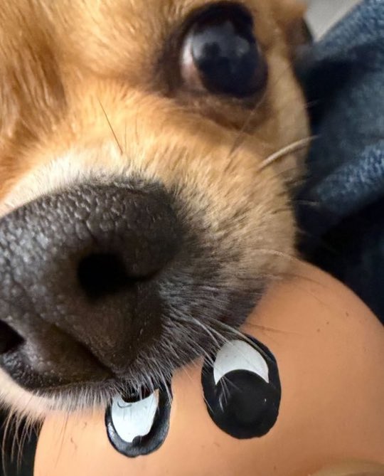 ₊˚⊹⋆ 𝐽𝐽𝑆 ♡₊˚ ft. 𝗘𝗡𝗛𝗬𝗣𝗘𝗡 𝗜𝗦 𝟳 tweet media