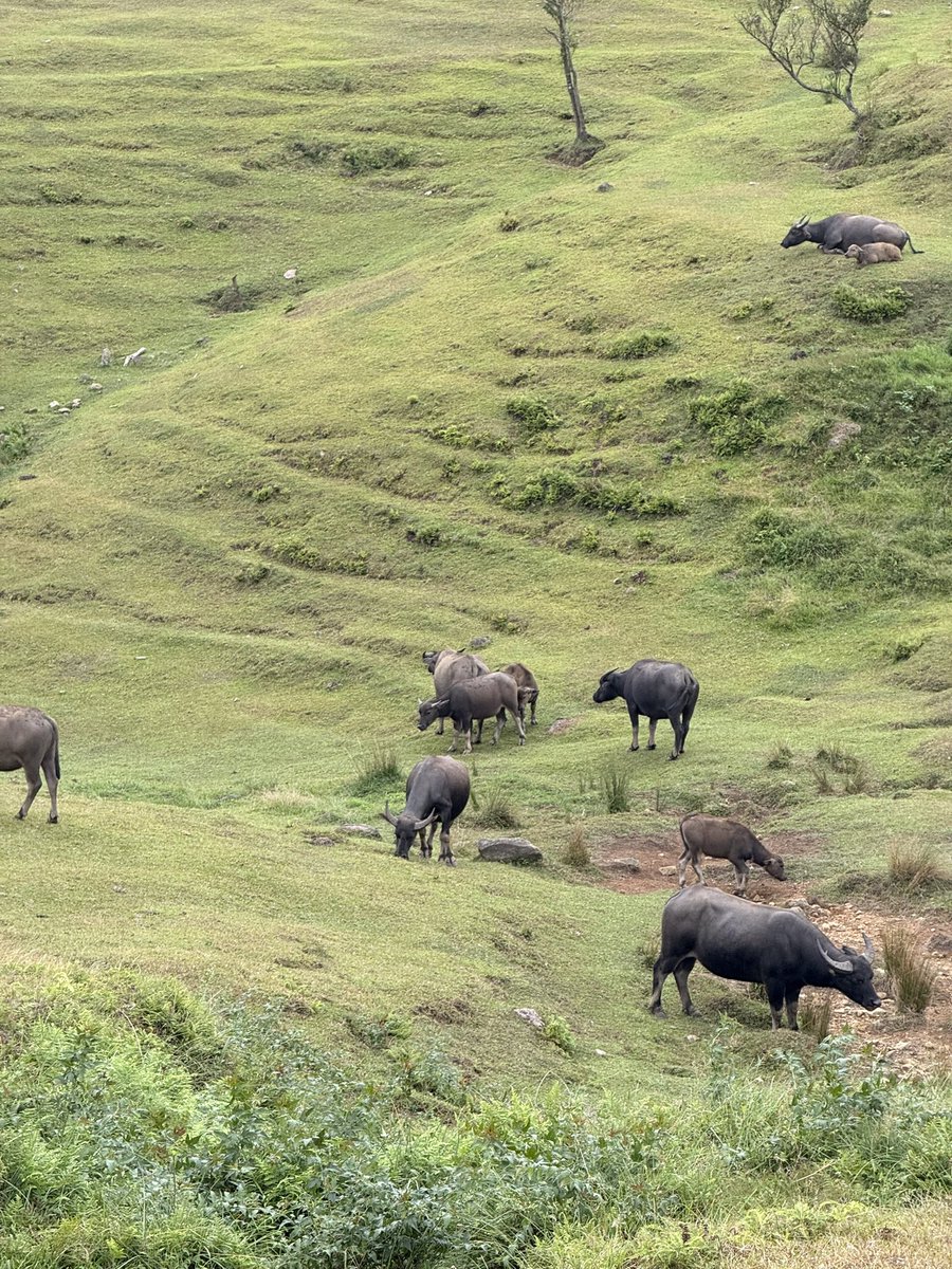 Whimsy 🍵🐰 tweet media