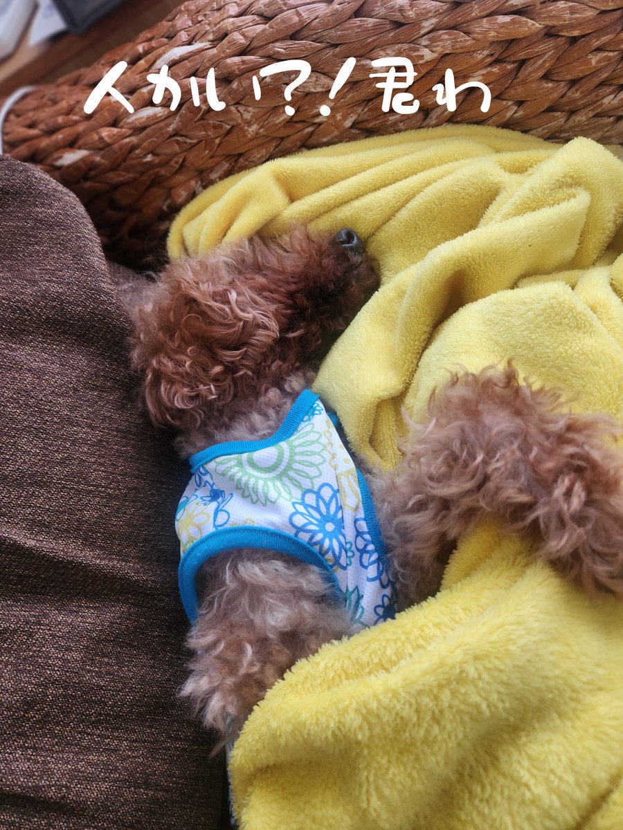 犬まみれ tweet media