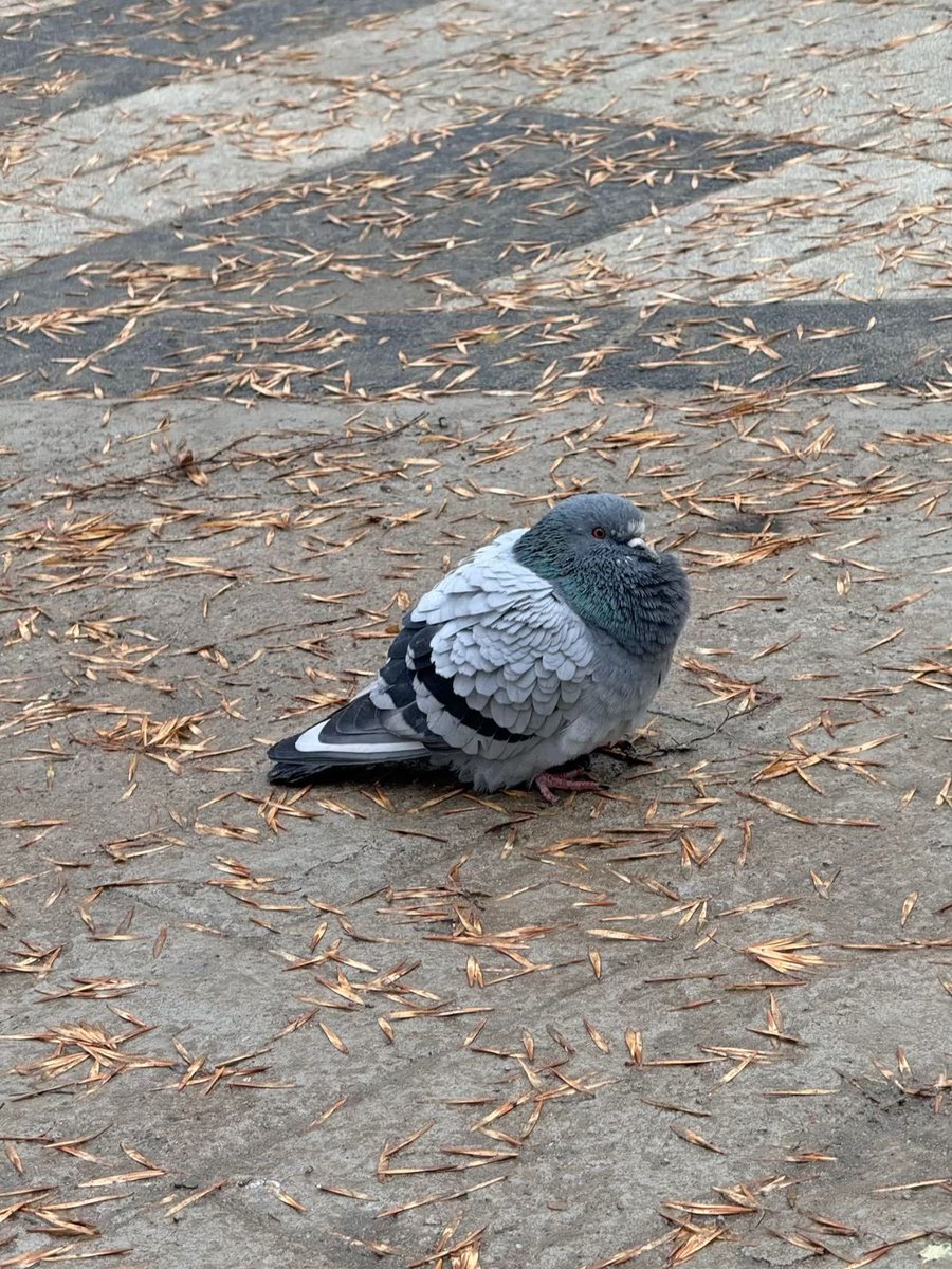 don t beakunt tweet media