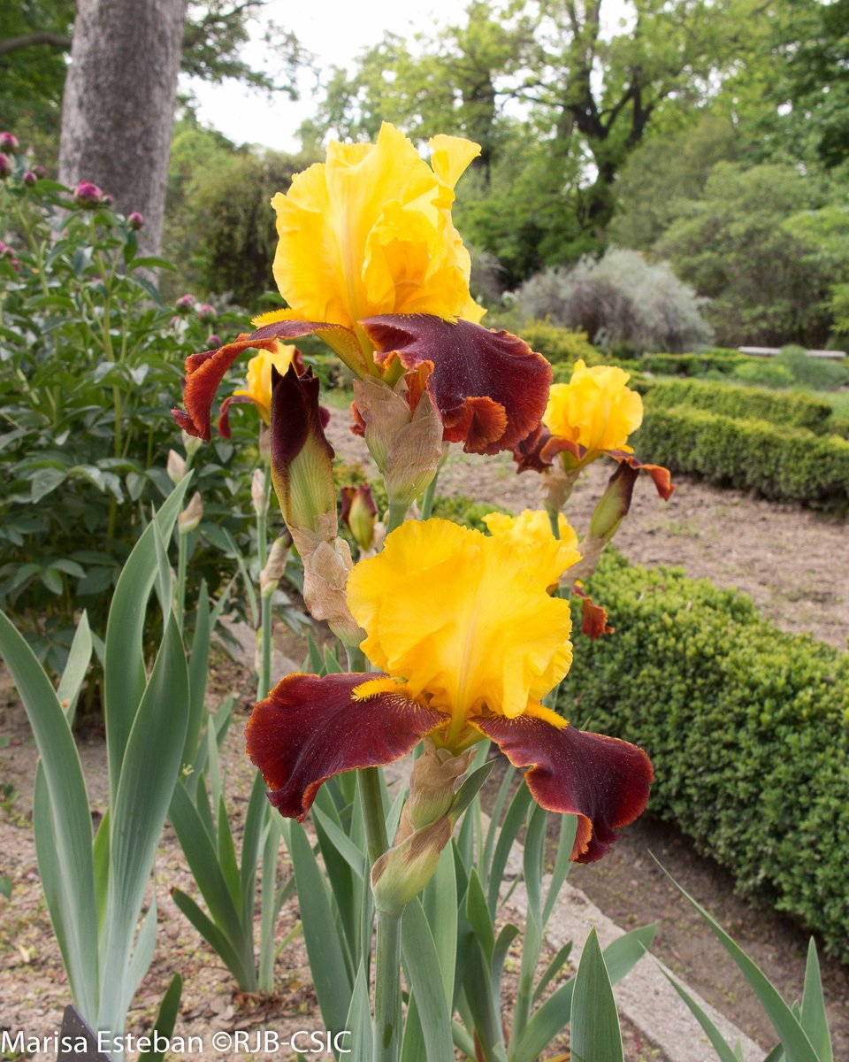 REAL JARDÍN BOTÁNICO tweet media