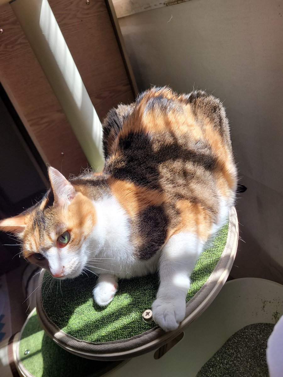 햇빛 소독한 고양이 진짜루 따끈해