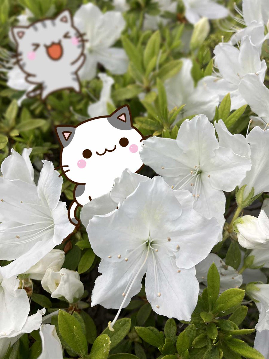 過ごしやすい日が🌤️
続いているような気がします🐱
#猫のいる生活