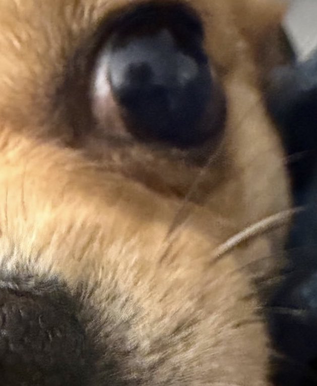 강아 눈에 비친 히듕 ㅈㄴ 강아지좋아팔불출예비견주 구도인거 뭐임  ㅠㅠ 
근데 바닥에 앉아서 무릎위에 강아지 앉힌채로 찍은거같다는말보고 너무좋아서 정색함