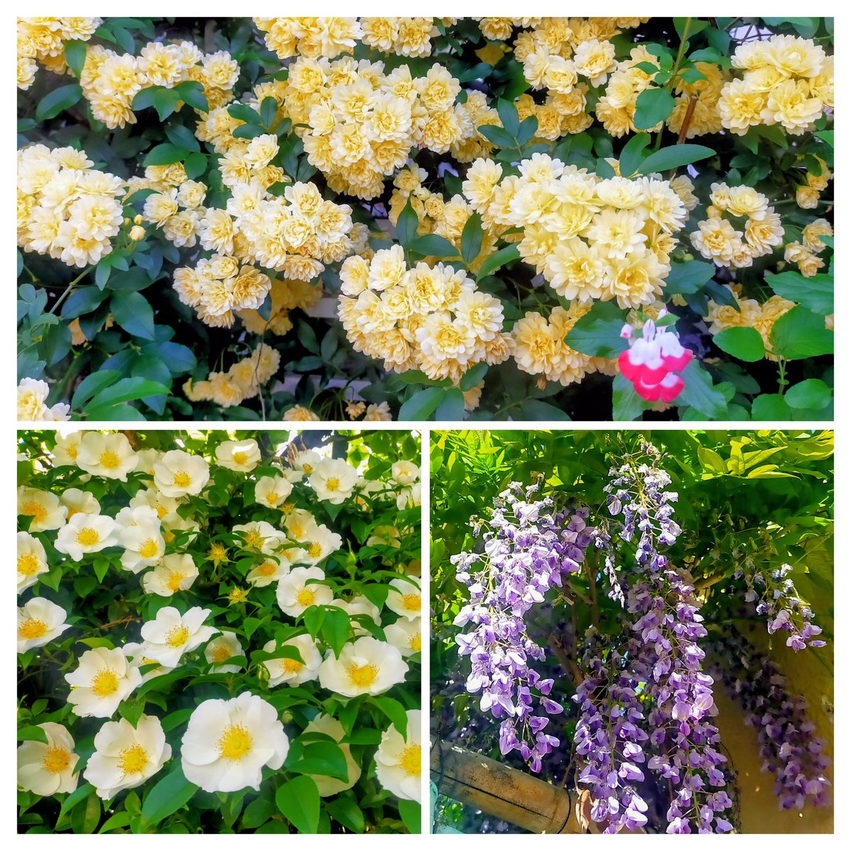 itsuki tweet media