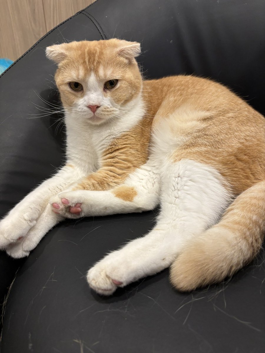 ねぎとろ@コトダマン tweet media