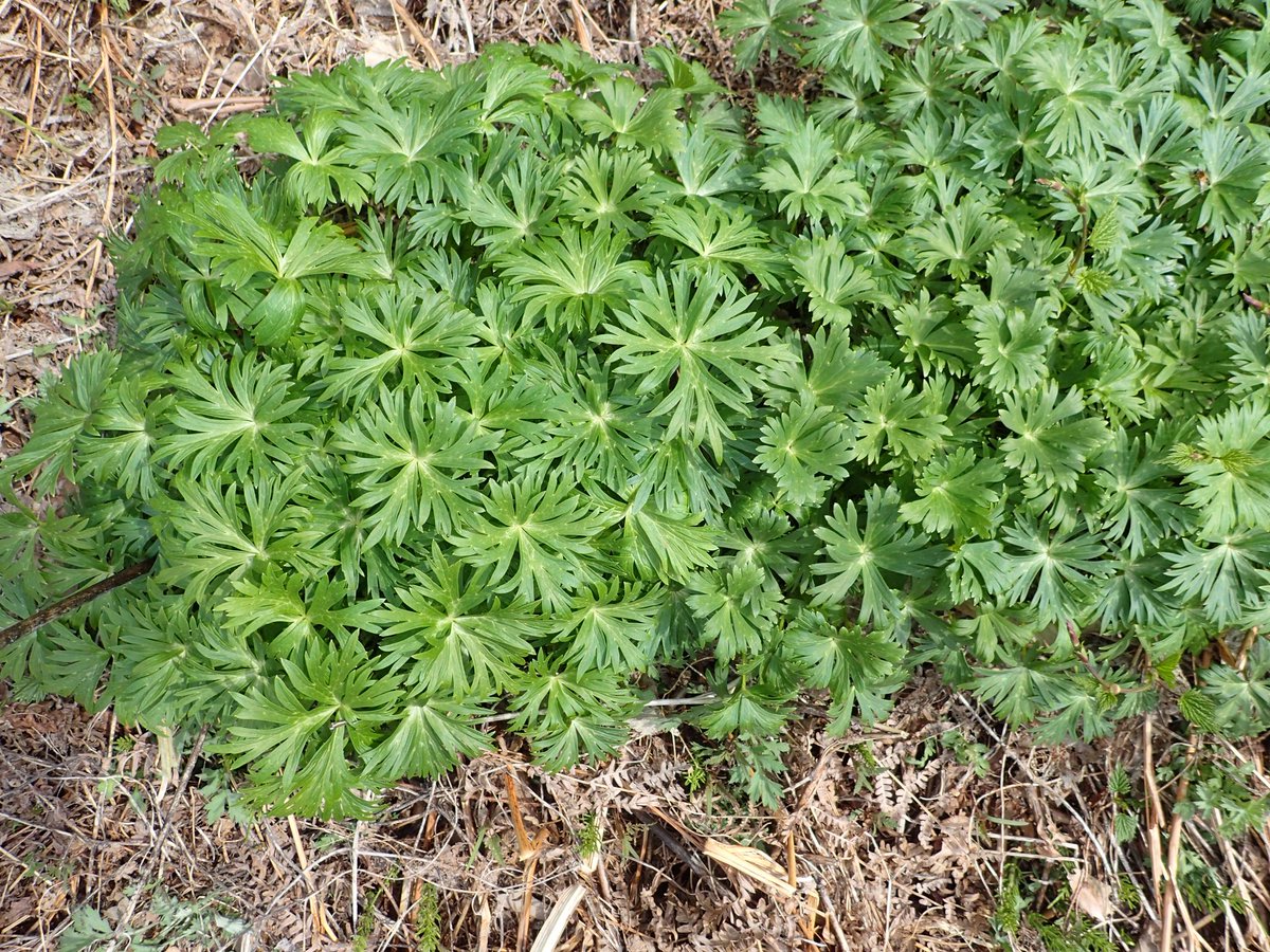 売り切れました。キリンソウ 大覆輪 キリンソウ - Wikipedia