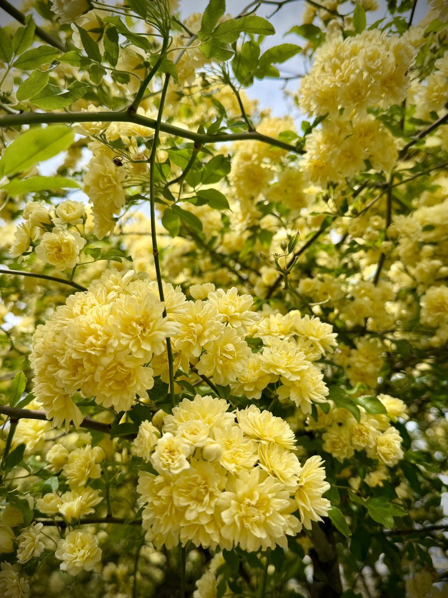 𝒞ℋ𝒜ℛ*✴︎ tweet media