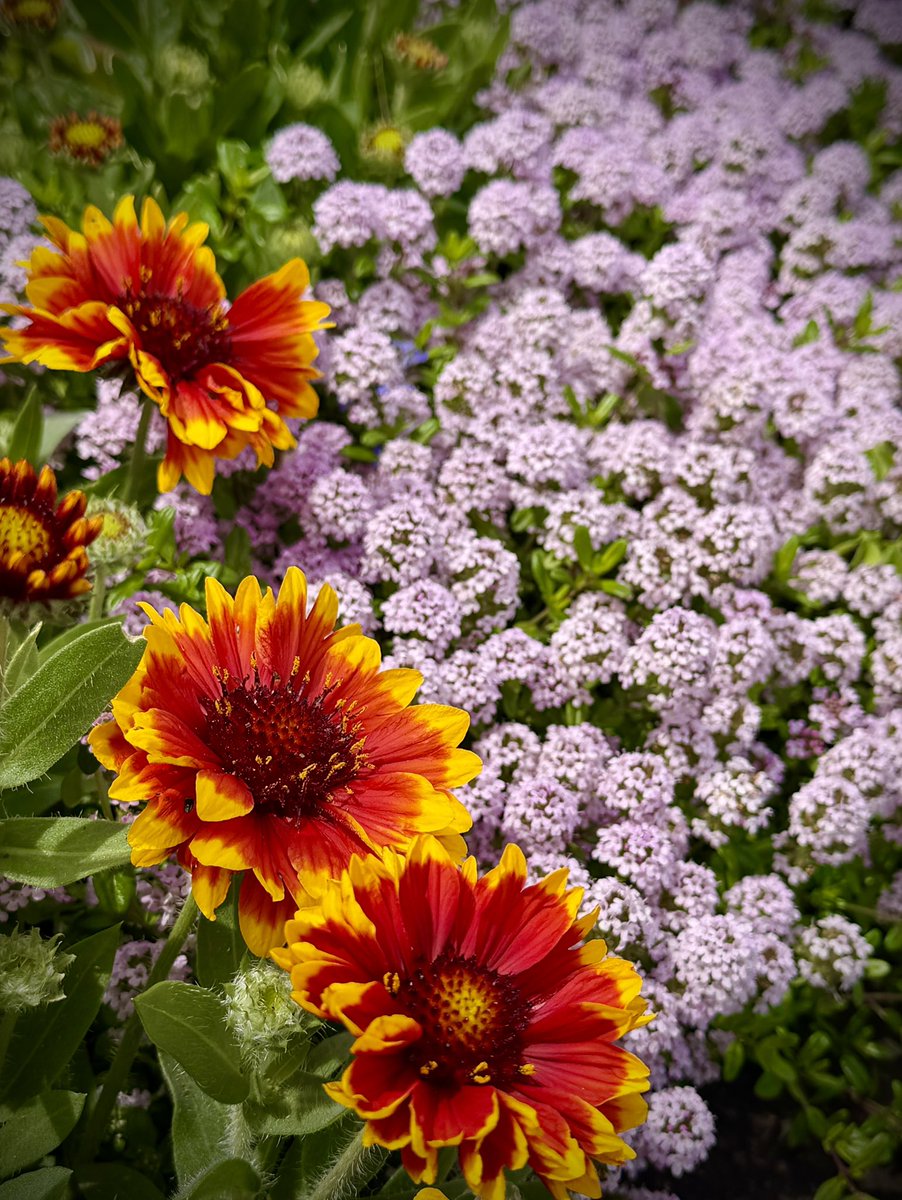 𝒞ℋ𝒜ℛ*✴︎ tweet media