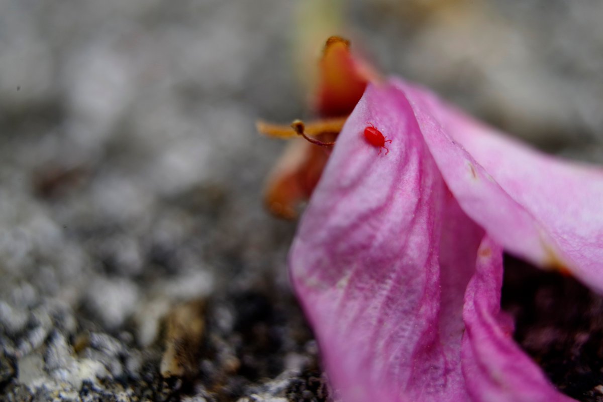toshiyuki555's tweet image. たからだに 練習
Red Velvet Mite — Study.
#Flickr &amp;gt; flic.kr/p/2s89Ah2

#PENTAX K-1 Mark II
ASAHI OPT. smc PENTAX-M 1:2.8 35mm
＋ASAHI PENTAX Extension Tubes 1.2.3.

#PHOTO #DP260418
#虫 #虫の写真 #虫マクロ 
#ダニ #タカラダニ #アカダニ