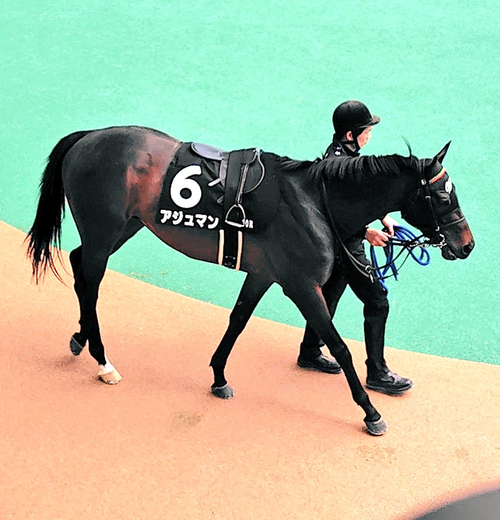 aishacybele's tweet photo. アジュマン（アル坊）
連続２着〜
調子いいから、このまま継続で淀で走らせて欲しいなぁ
#アジュマン #一口馬主
#ユニオンオーナーズクラブ https://t.co/K9WjaGbpQY