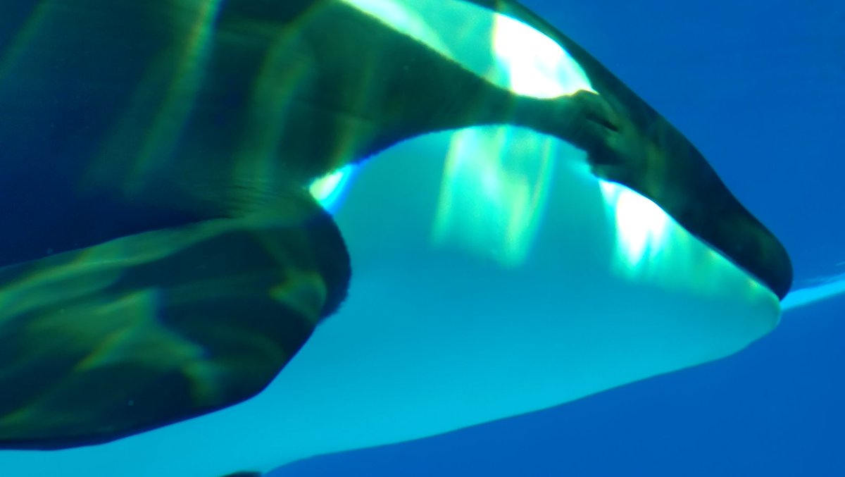 悟りを開いてそうな顔してるランちゃん