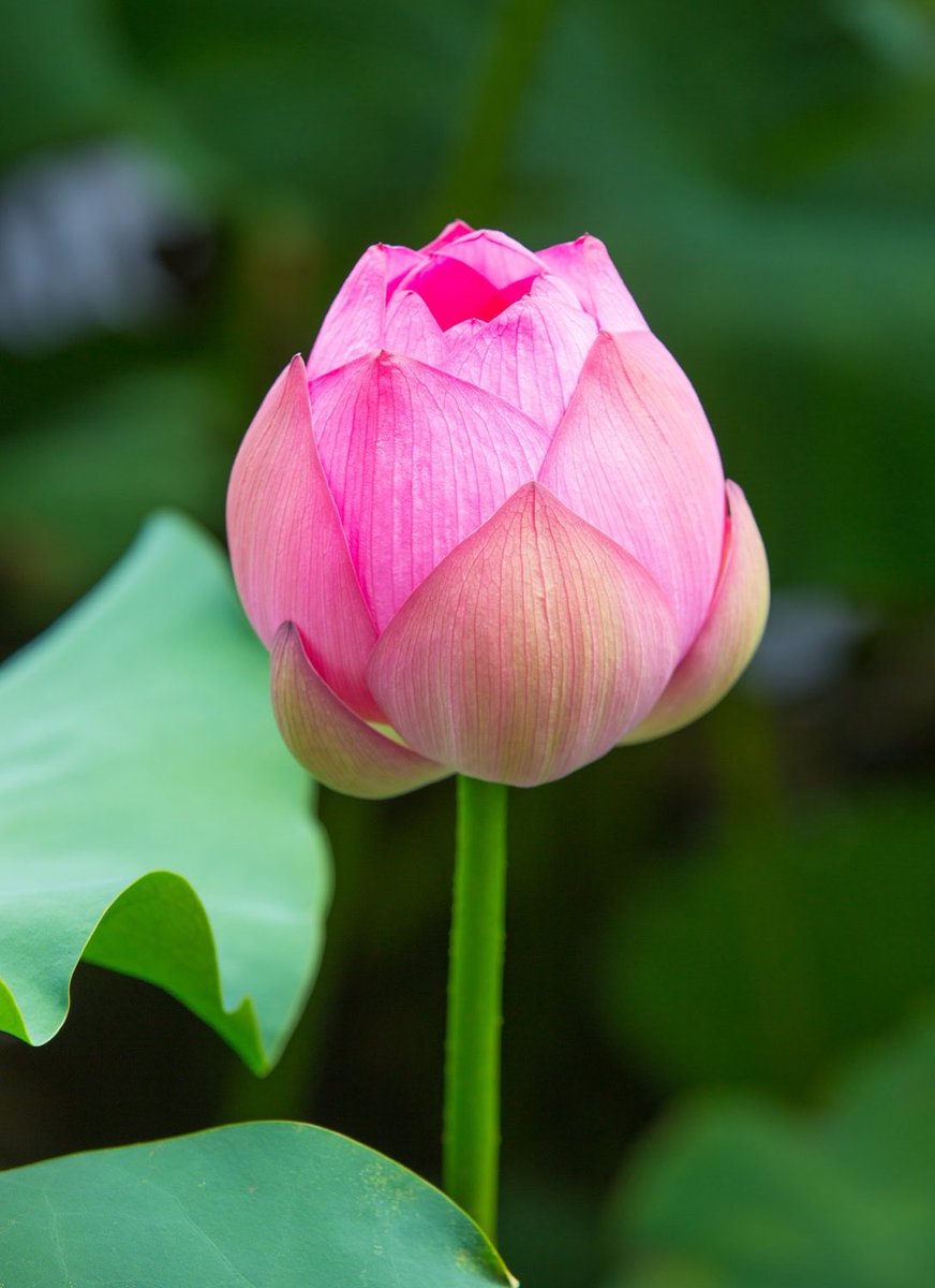 robynconnery1's tweet image. “Health is the greatest gift, contentment the greatest wealth, faithfulness the best relationship.”        —— BUDDHA

#Buddha #buddhism #lotus #mud #peace #love #compassion #lovingkindness #breath #yoga