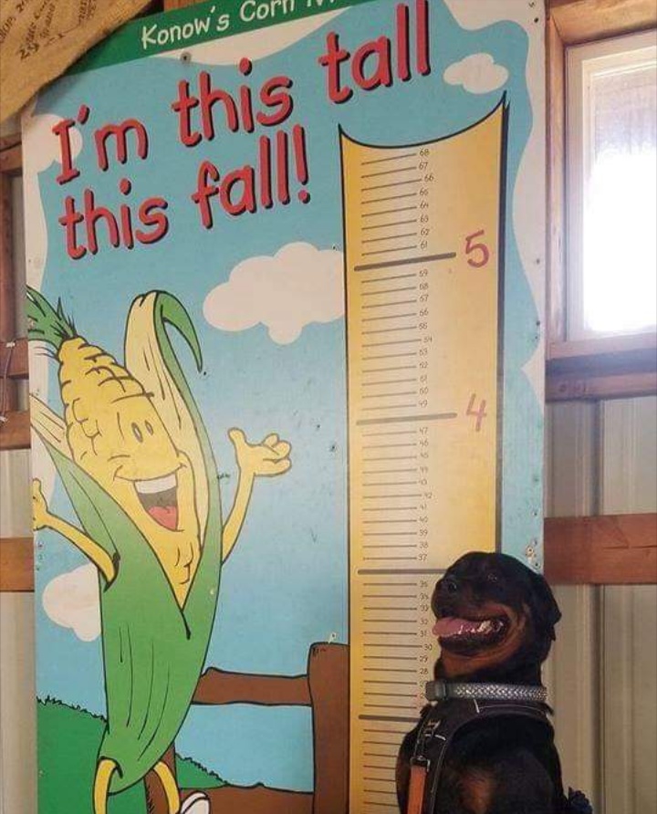 A very proud good boi