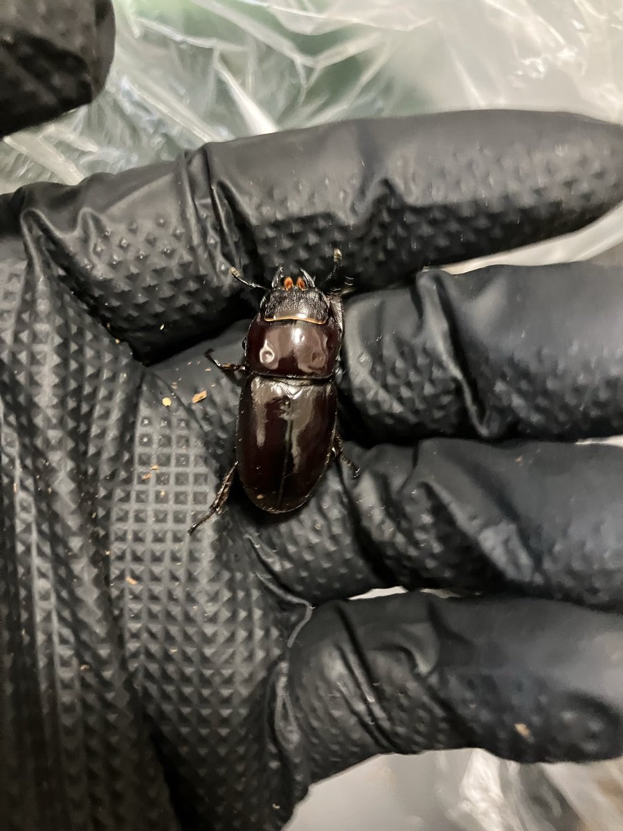 Keihin Dorcus Laboratory tweet media