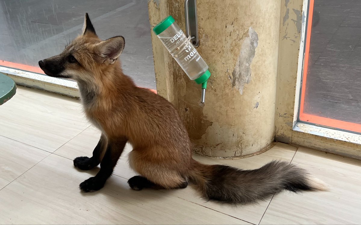 LK 🦊 CMS OPEN tweet media