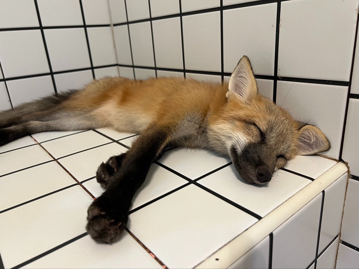 LK 🦊 CMS OPEN tweet media