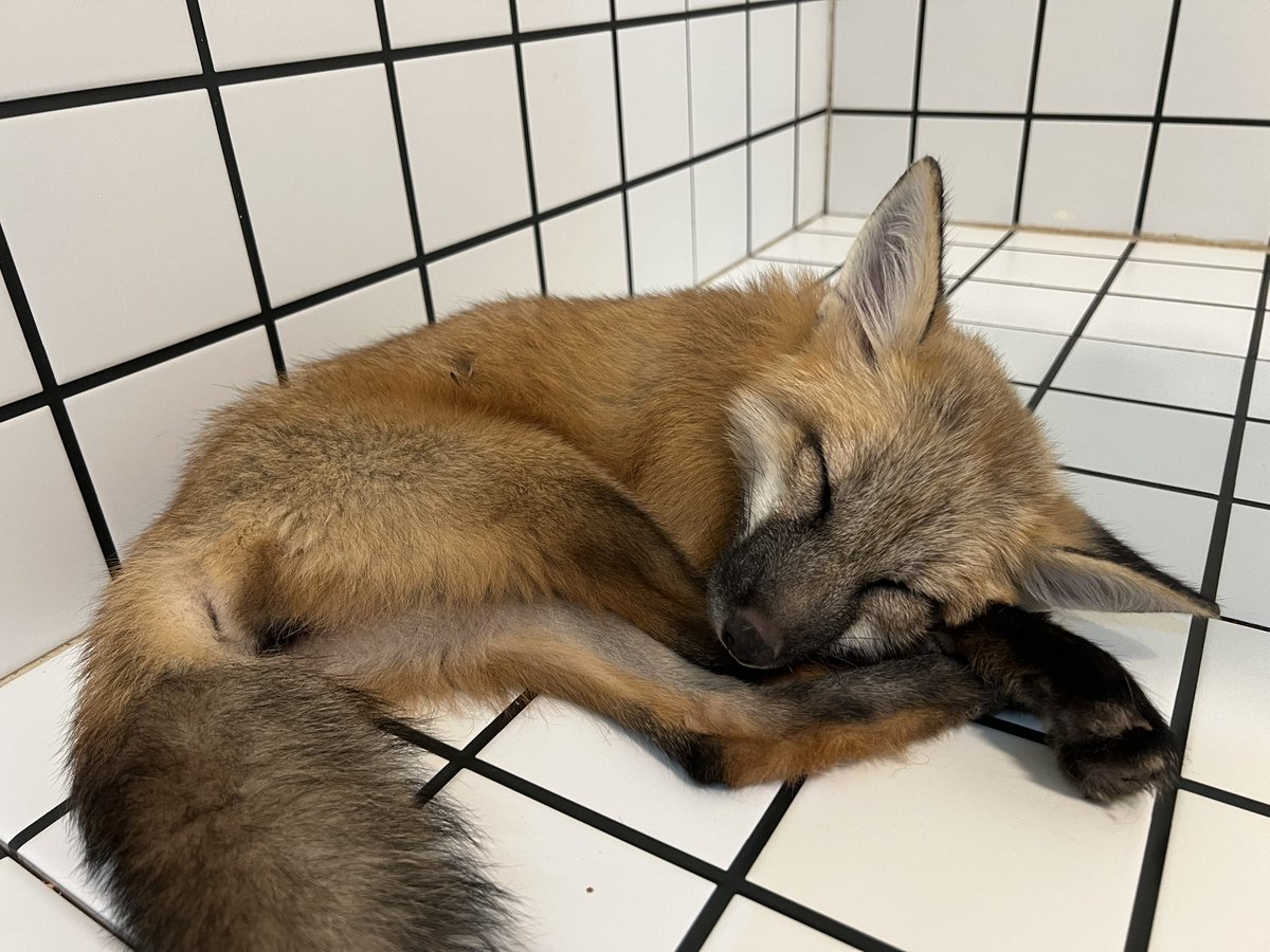 LK 🦊 CMS OPEN tweet media